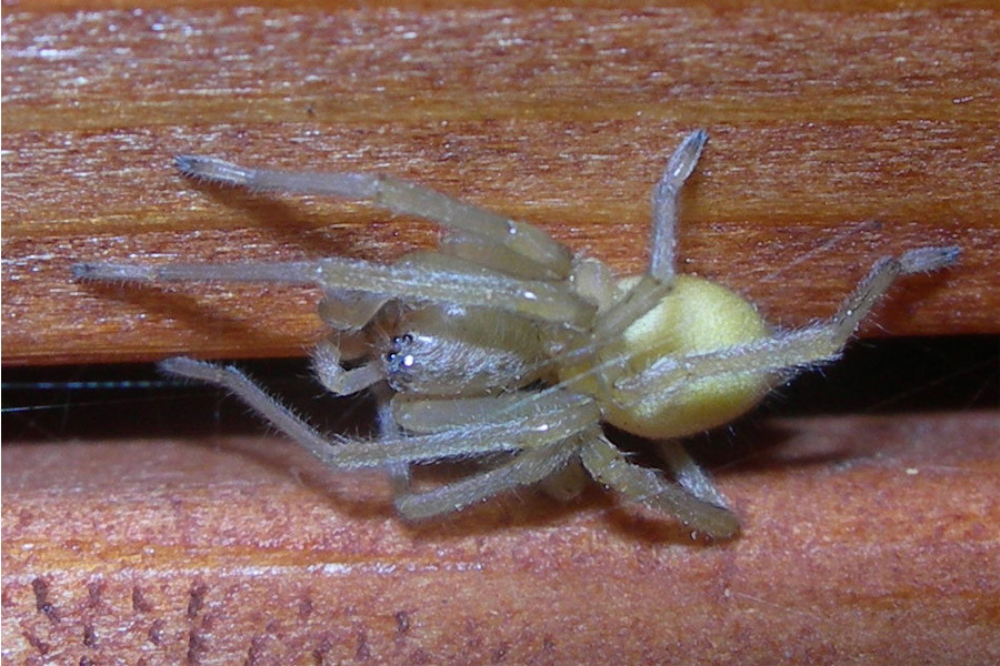 Platnickina, Cheiracanthium, Steatoda, Scotophaeus